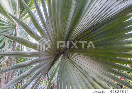 Palm leaf 46327314
