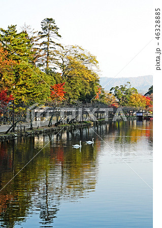 秋の彦根城　黒門橋から望む内堀の紅葉と白鳥 46328885