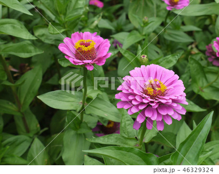 a flower bed of lush pink flowers of zinnia with r a flower bed of lush pink flowers of zinnia with r 46329324