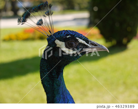 beautiful blue peacock with bangs on his head look 46329389