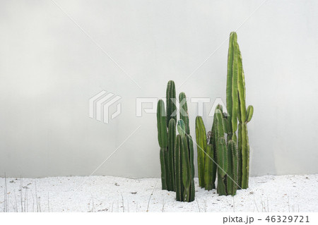 Cactus real plants set with white rocks floor in desert isolated 46329721