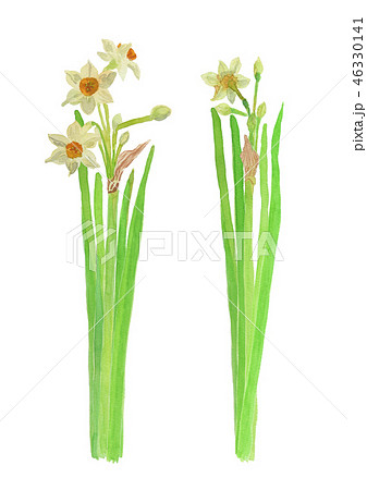 Narcissus tazetta var. chinensis　日本水仙 46330141