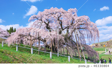 一本桜 - 三春滝桜 46330864