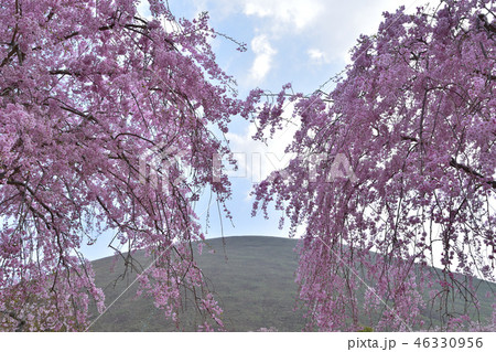 伊豆半島・大室山の枝垂桜 伊豆半島・大室山の枝垂桜 46330956
