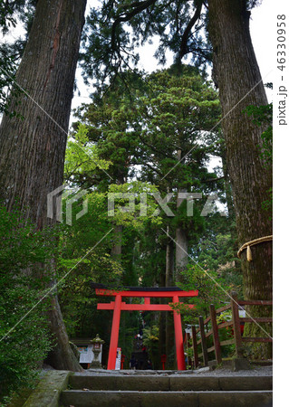 箱根神社参道の第四鳥居と矢立の杉の写真素材