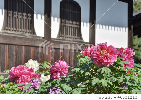 建仁寺のボタン 46331213