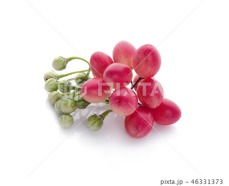 Carissa carandas Linn,Karanda, Carunda isolated Carissa carandas Linn,Karanda, Carunda isolated 46331373