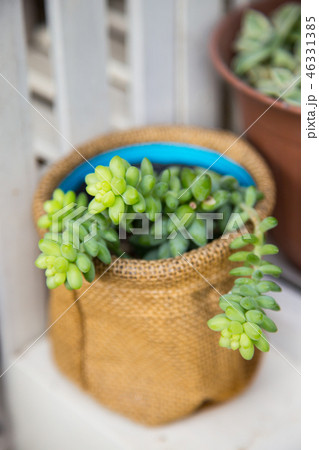 多肉植物 ビアホップの写真素材