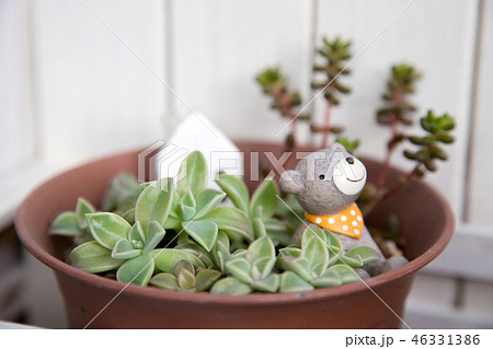 多肉植物の寄せ植え 46331386