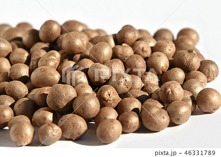 むかご（零余子） 46331789