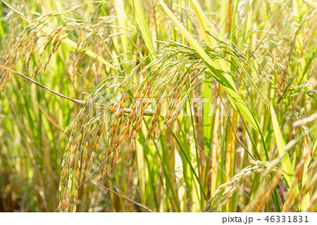 Close up of paddy rice plant Close up of paddy rice plant 46331831