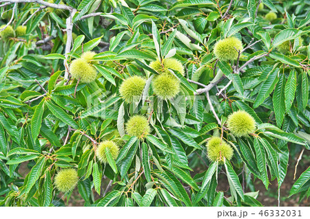 八月のクリの実 46332031