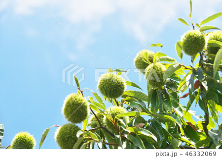八月のクリの実 46332069