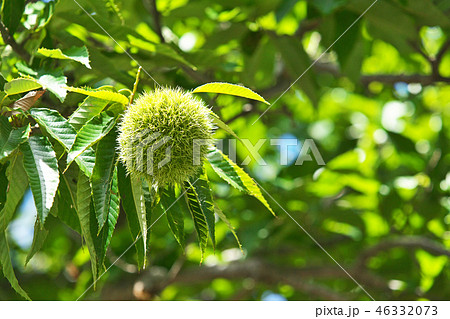 八月のクリの実 46332073