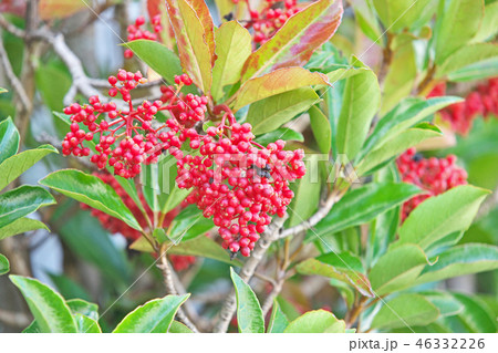 赤いサンゴジュの実 46332226