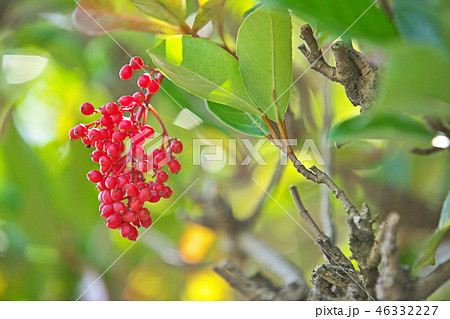 赤いサンゴジュの実 46332227