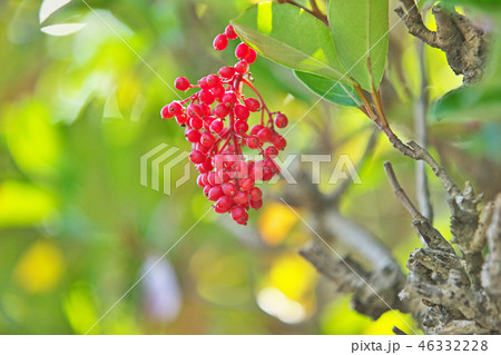赤いサンゴジュの実 赤いサンゴジュの実 46332228