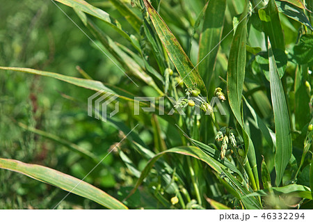 八月の緑色のジュズダマの実 46332294