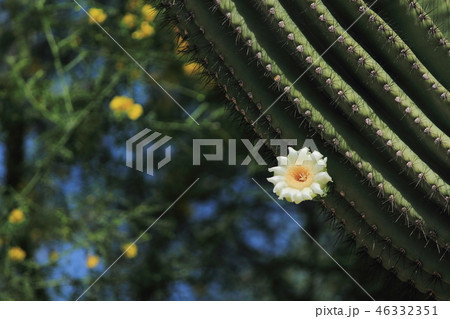 Saguaro cactus in bloom 46332351