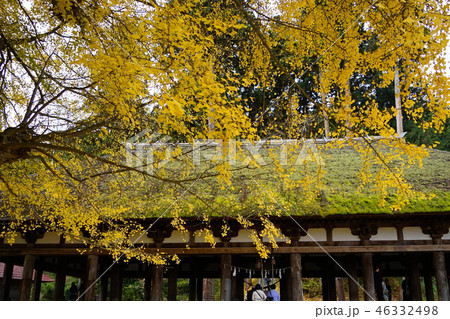 11月　会津33長床と大ｲﾁｮｳ･新宮熊野神社 46332498