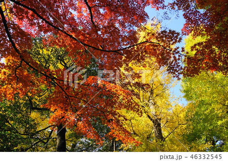 11月 荻窪19大田黒公園イチョウとモミジの紅葉 11月 荻窪19大田黒公園イチョウとモミジの紅葉 46332545