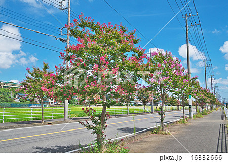 サルスベリの街路樹の写真素材
