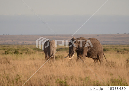 象の親子 象の親子 46333489