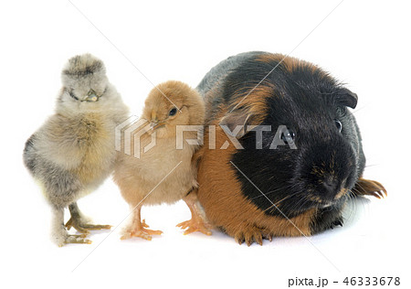 guinea pig and chick 46333678