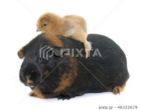 guinea pig and chick 46333679