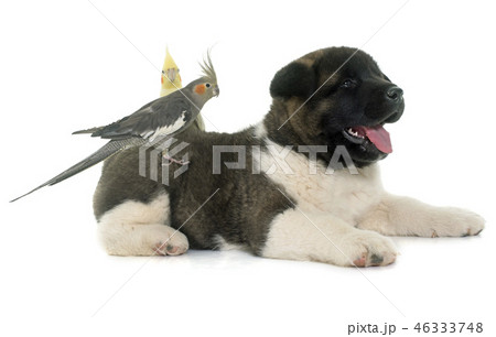 puppy american akita and cockatiel 46333748