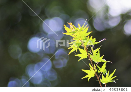 青モミジ 46333801