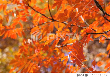 北の丸公園の紅葉 46334865