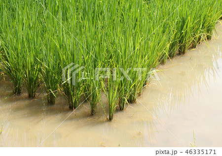 View of rice field or paddy field.  46335171