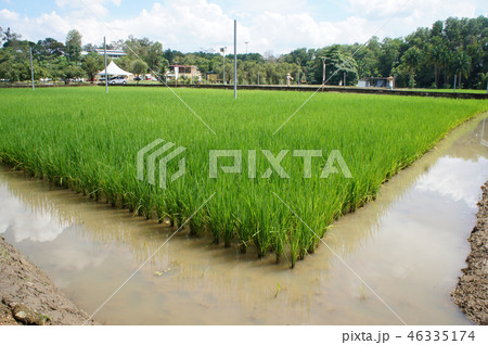 View of rice field or paddy field.  46335174