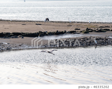 above,animal,animals,ardeidae family,asia,avian,ba above,animal,animals,ardeidae family,asia,avian,ba 46335202