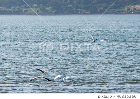 above,animal,animals,ardeidae family,asia,avian,ba 46335266