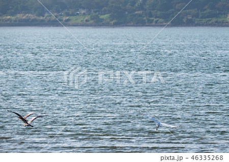 above,animal,animals,ardeidae family,asia,avian,ba above,animal,animals,ardeidae family,asia,avian,ba 46335268