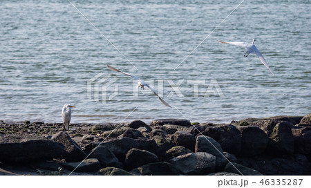 above,animal,animals,ardeidae family,asia,avian,ba 46335287