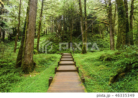 wooden walkway through in forest at morning 46335349