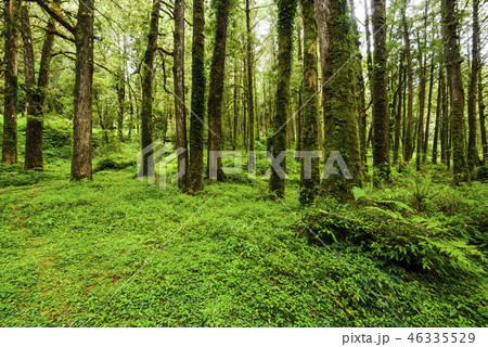 beautiful green forest background 46335529