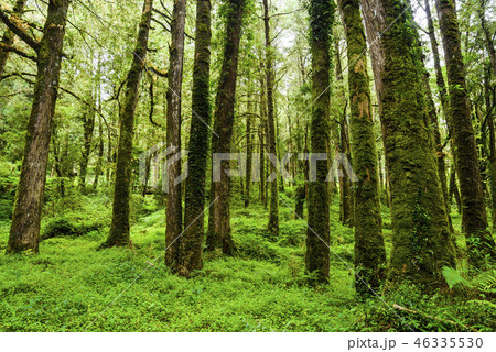 beautiful green forest background 46335530