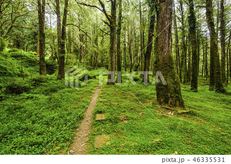 path in green forest 46335531
