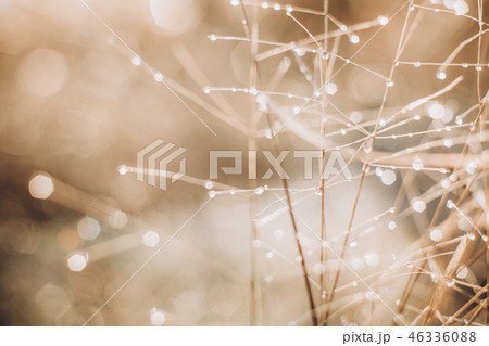 Dew on the grass in the morning sunshine 46336088