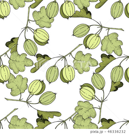 Vector Gooseberry black and white engraved ink art. Seamless background pattern. Vector Gooseberry black and white engraved ink art. Seamless background pattern. 46336232