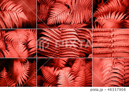 Living Coral fern leaves. 46337908