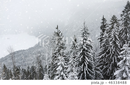 Toned photo of scenic view with pine forest  46338488