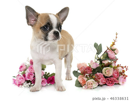 puppy shorthair chihuahua puppy shorthair chihuahua 46338631