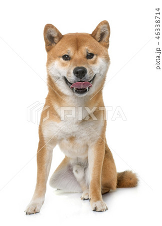 young shiba inu young shiba inu 46338714