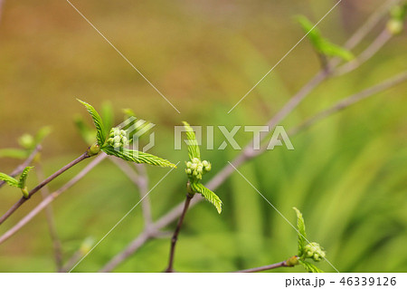 オトコヨウゾメの冬芽 オトコヨウゾメの冬芽 46339126