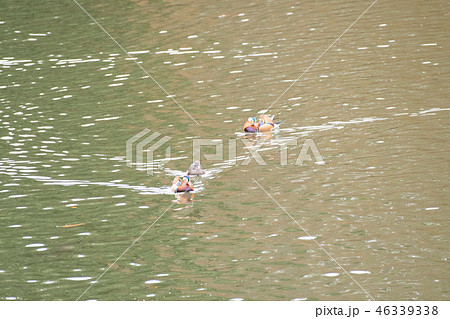 オシドリ 川村記念美術館 オシドリ 川村記念美術館 46339338